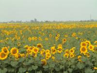 Ukraina (1)